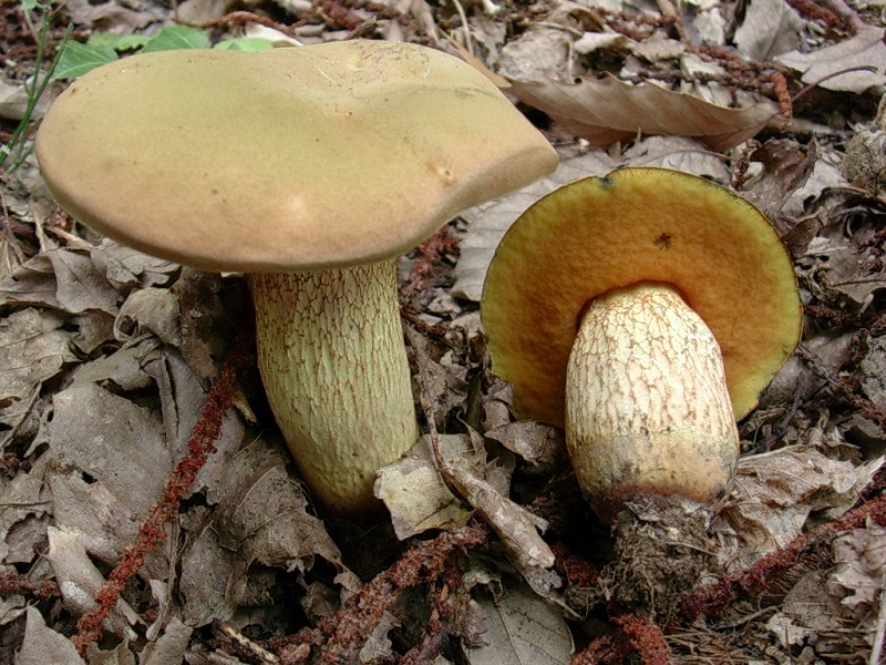 423 Agosto vecchio ritrovamento